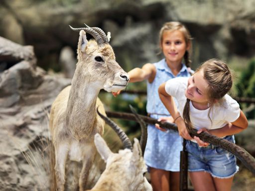 5 Tage Urlaub mit Kindern in Leipzig verbringen inkl. kostenfreiem Zooeintritt