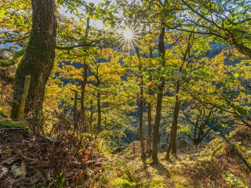 4 Tage Urlaub mit dem Fahrrad zwischen Rhein und Mosel in der schönen Vulkaneifel