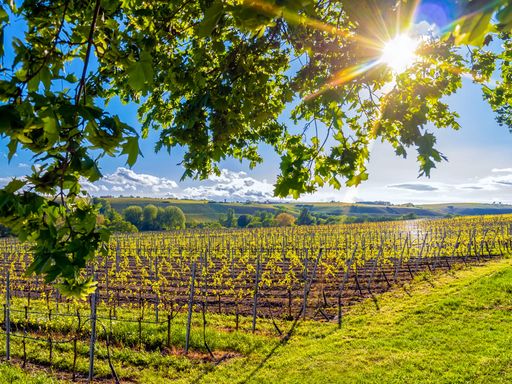 4 Tage Auszeit in Schweinfurt: Erholung und Genuss im gemütlichen Hotel Ross