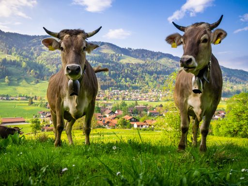 7=6 Urlaubsdeal im Allgäu - 1 Nacht gratis!