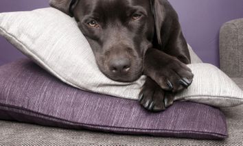 Kurzurlaub mit Hund - Hamburg mit 4 Pfoten - Sonntags