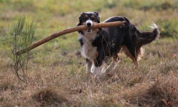 4 Tage Urlaub mit Hund