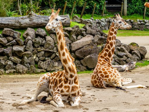 Wildlife Safari - Zoo & Aquazoo Schmiding | 6 Tage