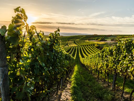 2 Tage Kurzurlaub in Rheinhessen im herzlichen Hotel Schlosshof Dolgesheim nahe Mainz