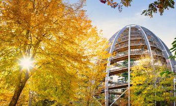 Erleben Sie halbstarke Bären und den Baumwipfelpfad