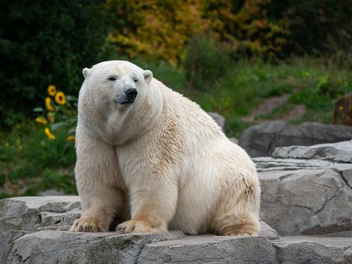 3 Tage Kurzurlaub nahe München erleben & den Tierpark Hellabrunn besuchen