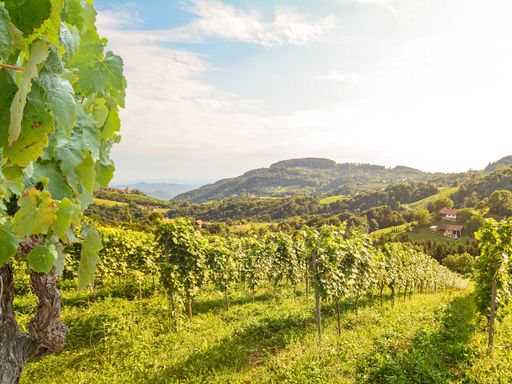 3 Tage ins idyllische Burgenland und im LandRastHaus in Maria Bild erholen