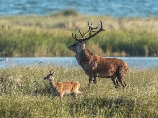 2 Tage Naturgenuss an der Ostsee: Entspannung zwischen Wald und Meer im komfortablen Hotel