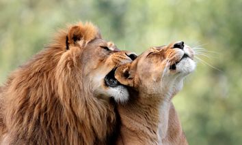 3 Tage Zooerlebnis & Kultur bei einem Städtetrip nach Leipzig