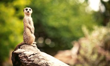 3 Tage Familien-Städtereise & den Zoo Vivarium in Darmstadt entdecken