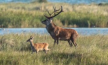 2 Tage Naturgenuss an der Ostsee: Entspannung zwischen Wald und Meer im komfortablen Hotel