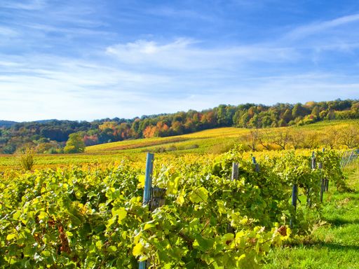 4 Tage Aktivurlaub in der Kur- und Weinstadt Bad Dürkheim & Pfälzische Spezialitäten genießen