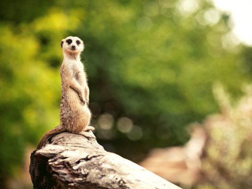 4 Tage Familienurlaub in Darmstadt mit Zoobesuch & Freizeitspaß erleben