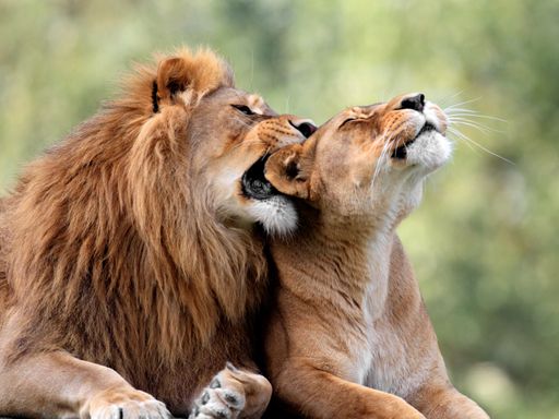 3 Tage Zooerlebnis & Kultur bei einem Städtetrip nach Leipzig