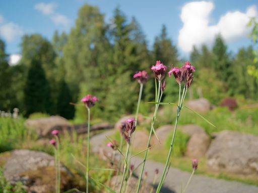 3 Tage Harz-Schnäppchen inkl. Halbpension Plus
