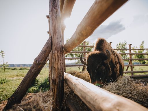 3 Tage Erlebnisurlaub mit Besuch der 'Wisent Welt'