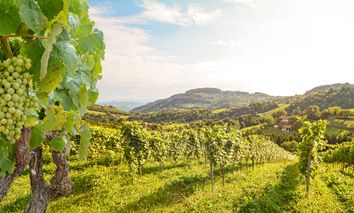 3 Tage ins idyllische Burgenland und im LandRastHaus in Maria Bild erholen