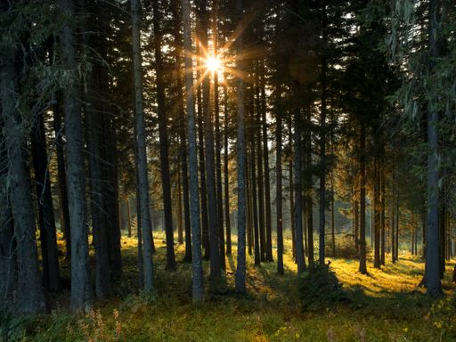 5 Tage Wellnessurlaub im Biolandhaus Arche zu Zweit genießen & die Naturidylle Mittelkärnten's entdecken