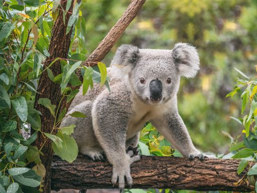 3 Tage Städtereise nach Dresden an die Elbe & den Dresdner Zoo entdecken