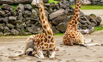 Wildlife Safari - Zoo & Aquazoo Schmiding | 6 Tage