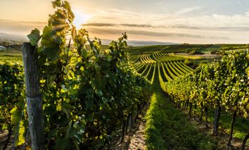 3 Tage Genussurlaub in Rheinhessen im herzlichen Hotel Schlosshof Dolgesheim