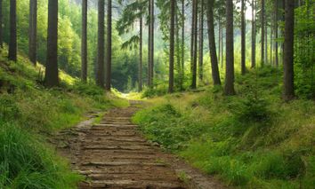 All Inclusive-5 Tage im Ferien Hotel / Thüringer Wald