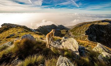 4 Pfoten auf der Suche nach Bergabenteuern (2 Tage)