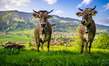 7=6 Urlaubsdeal im Allgäu - 1 Nacht gratis!