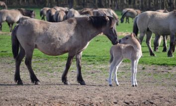 4 Tage Zeit zu zweit im AKZENT Hotel Merfelder Hof und die Wildpferderegion Merfeld erkunden