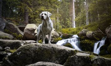 4 Pfoten auf der Suche nach Bergabenteuern (3 Tage)