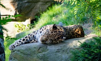 2 Tage Leipzig für 2: Kurzurlaub in ruhiger Lage inkl. Zoobesuch verbringen