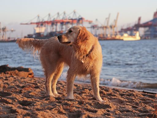 Kurzurlaub mit Hund - Hamburg mit 4 Pfoten entdecken.