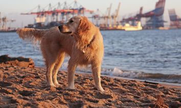 Kurzurlaub mit Hund - Hamburg mit 4 Pfoten entdecken.