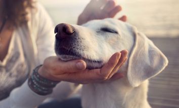 Hundepackage - Auszeit mit Ihrem Vierbeiner in Graz