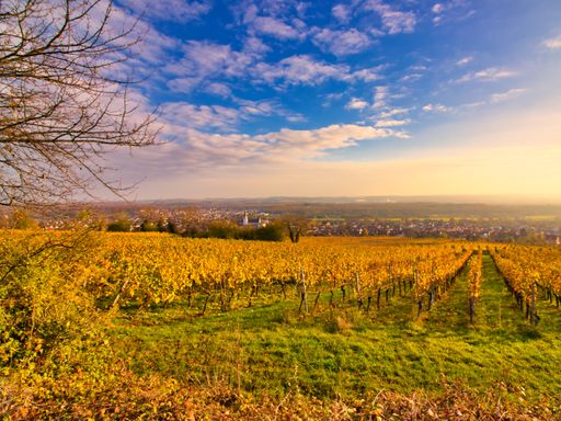 3 Tage Kurzurlaub im Kraichgau & im charmanten Hotel Leo erholen + Eintritt Technik Museum Sinsheim