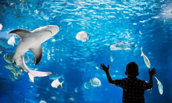 Wildlife Safari - Zoo & Aquazoo Schmiding | 5 Tage