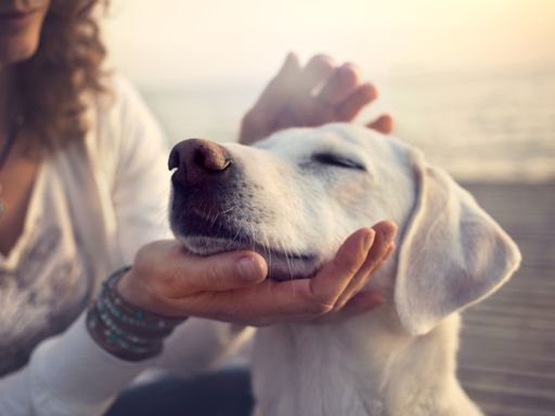 Hundepackage - Auszeit mit Ihrem Vierbeiner in Graz