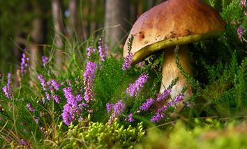 4 Seiffner Spartage zum Knaller Preis