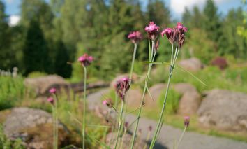 3 Tage Harz-Schnäppchen inkl. Halbpension Plus