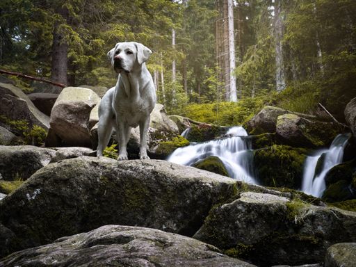 4 Pfoten auf der Suche nach Bergabenteuern (3 Tage)