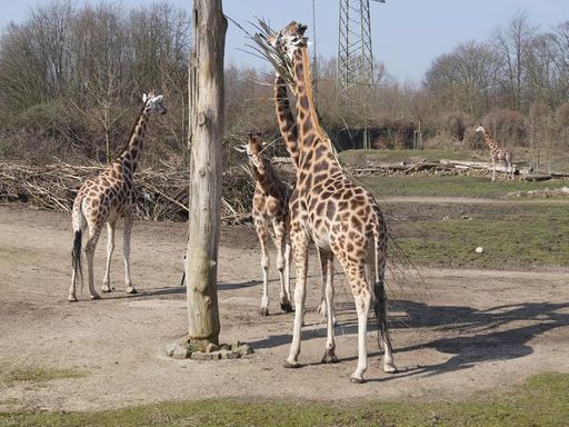 Tiere und mehr im Safariland Stuckenbrock