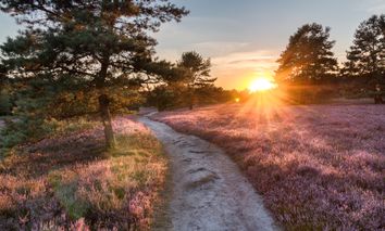 Heideliebe für zwei!