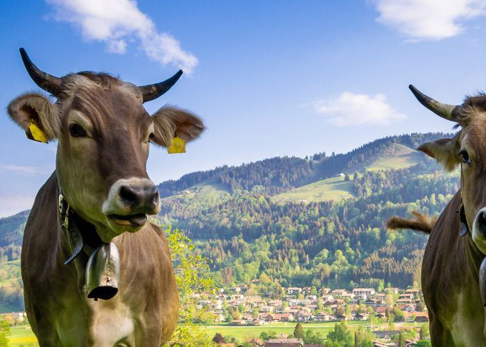Kurzurlaub in Bayern: Franken, Allgäu u.v.m zu Top Preisen ?
